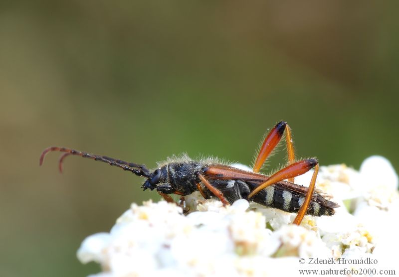 tesařík rudokrový, Stenopterus rufus, Cerambycidae, Stenopterini (Brouci, Coleoptera)